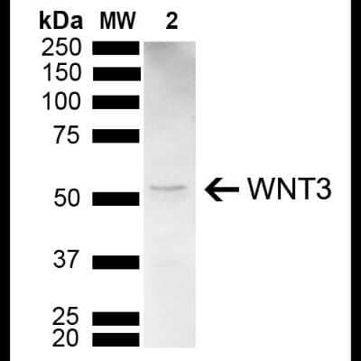 Western Blot: Wnt3 Antibody [NBP3-18245]